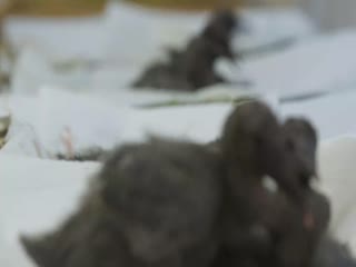 地球脉动 第三季